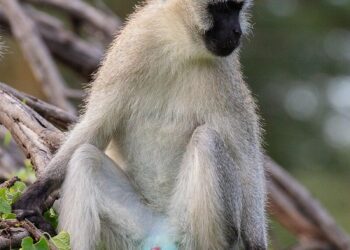 Monkey problem: St Kitts’ great attraction becomes great headache – BBC