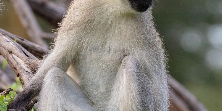 Monkey problem: St Kitts’ great attraction becomes great headache – BBC