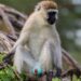 Monkey problem: St Kitts’ great attraction becomes great headache – BBC