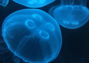 A growing appetite for jellyfish promised a boom for fishers in Honduras. But then the storms came – The Guardian