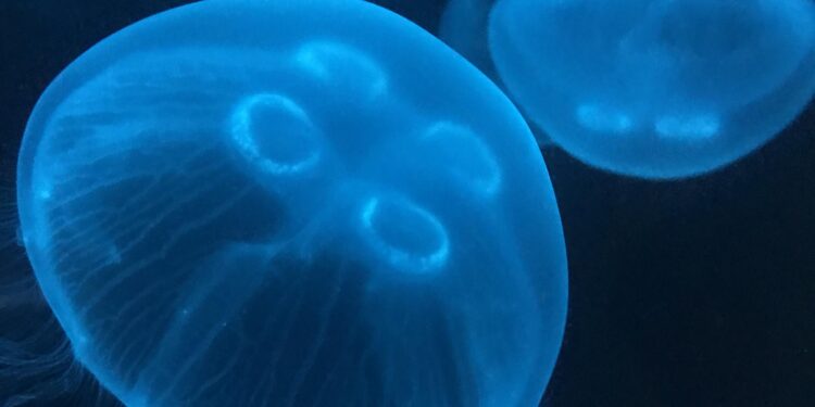 A growing appetite for jellyfish promised a boom for fishers in Honduras. But then the storms came – The Guardian