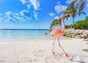 Aruba introduces an optimized online Embarkation/ Disembarkation card – VisasNews