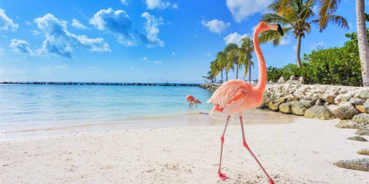 Aruba introduces an optimized online Embarkation/ Disembarkation card – VisasNews