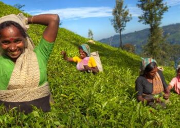 Eight farmers’ organizations in Saint Lucia embark on the road to Capacity Building with FAO, IICA and IFAD – fao.org