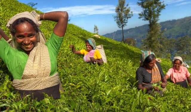 Eight farmers’ organizations in Saint Lucia embark on the road to Capacity Building with FAO, IICA and IFAD – fao.org