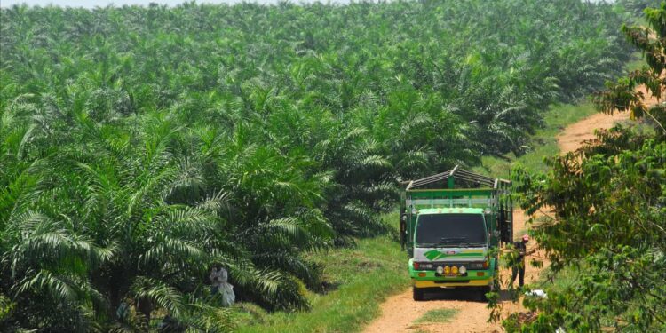 Devex Dish: A new vision for crops and soil in Guatemala – Devex