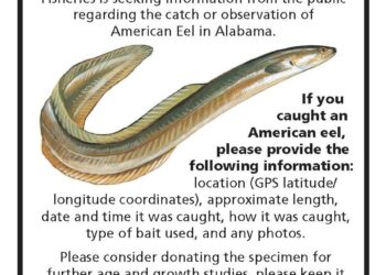 Freshwater Eel – A-Z Animals