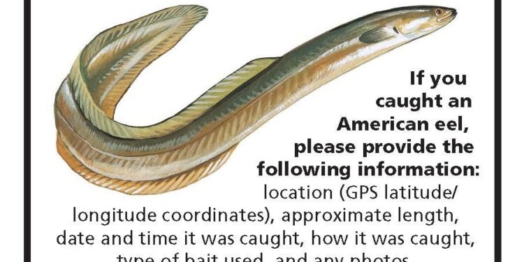 Freshwater Eel – A-Z Animals