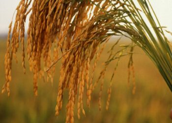 Discover How Arkansas Rice is Revolutionizing the U.S. Sake Scene!