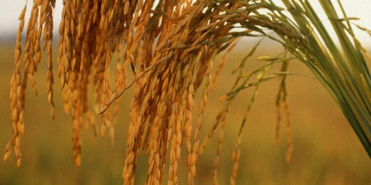 Discover How Arkansas Rice is Revolutionizing the U.S. Sake Scene!