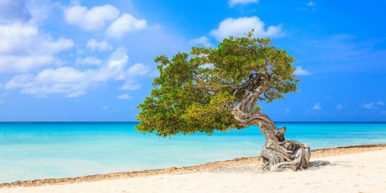 Aruba Murder Suspect Gary Giordano Returns to the U.S.: What’s Next?