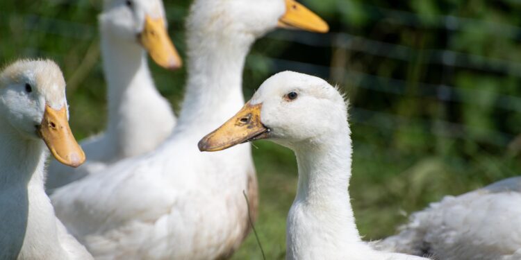 Latin America’s Response to Trump: A Diverging Path with Milei at the Helm