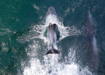 Battle for Survival: Protecting the Unique Guiana Coral Reef