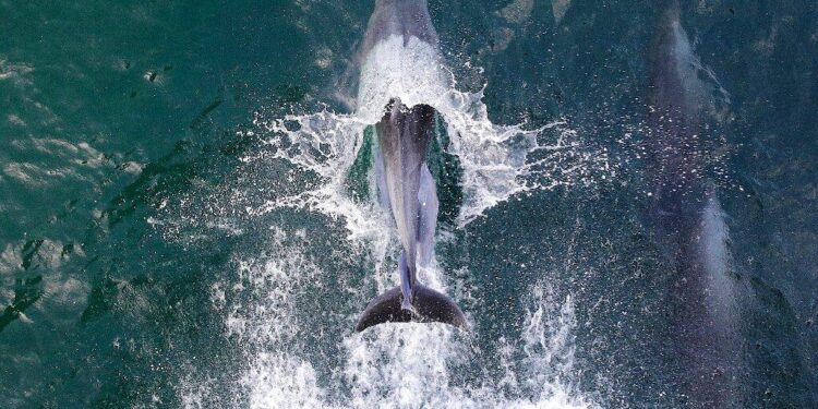 Battle for Survival: Protecting the Unique Guiana Coral Reef