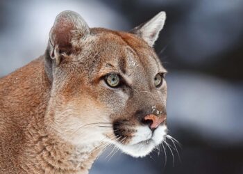 How Paraguay’s Pumas Thrive in a Ranch-Filled Landscape
