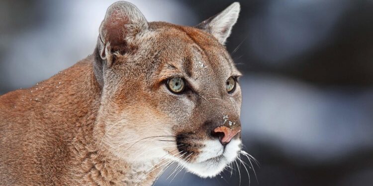 How Paraguay’s Pumas Thrive in a Ranch-Filled Landscape