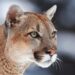 How Paraguay’s Pumas Thrive in a Ranch-Filled Landscape
