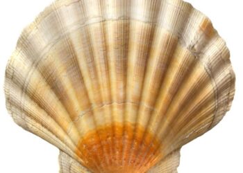 Exciting Leadership Change: Shell EVP Gulf of America Takes the Helm as President of Shell USA!