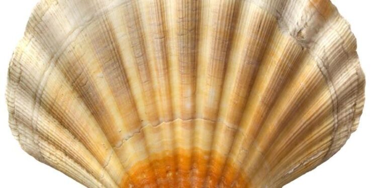 Exciting Leadership Change: Shell EVP Gulf of America Takes the Helm as President of Shell USA!