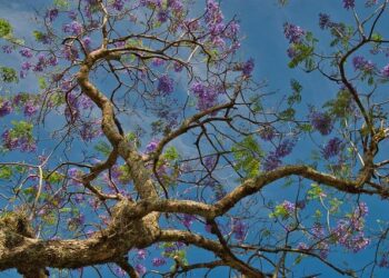 Plastic Bottle Pollution: A Growing Crisis in Costa Rica and Latin America