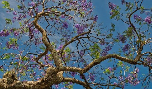 Plastic Bottle Pollution: A Growing Crisis in Costa Rica and Latin America
