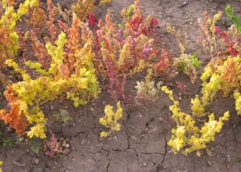 Can Cañahua, the Ancient Cousin of Quinoa, Transform Rural Bolivia’s Economy?