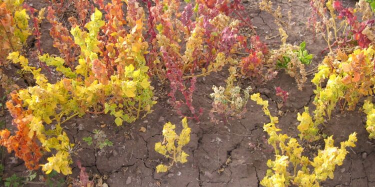 Can Cañahua, the Ancient Cousin of Quinoa, Transform Rural Bolivia’s Economy?