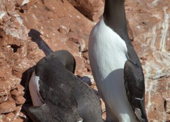 Unraveling the Mystery: The Alarming Mass Mortality of Common Murres in Coastal Alaska