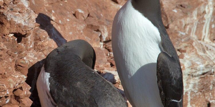 Unraveling the Mystery: The Alarming Mass Mortality of Common Murres in Coastal Alaska