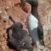 Unraveling the Mystery: The Alarming Mass Mortality of Common Murres in Coastal Alaska