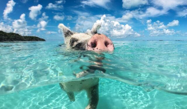 Discover the Top 8 Must-Visit Destinations in the Bahamas!