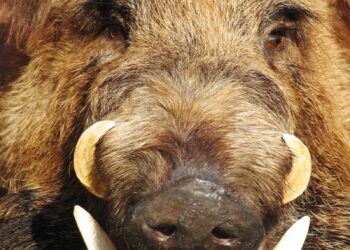 Arkansas Razorbacks Soar to the Top: Hogs Claim No. 1 Spot in Softball Rankings!