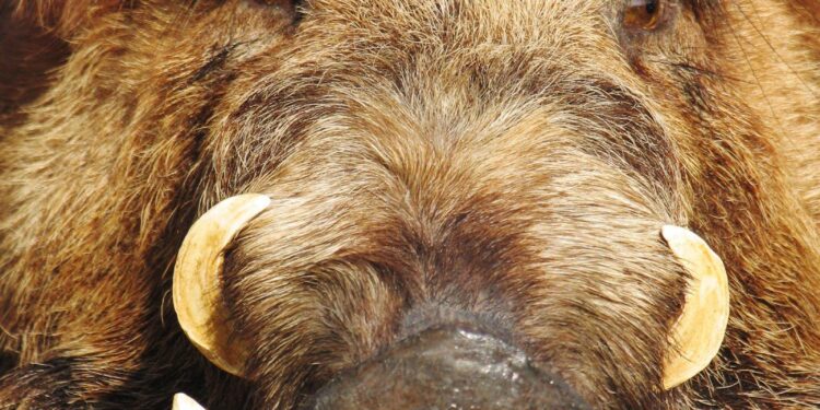 Arkansas Razorbacks Soar to the Top: Hogs Claim No. 1 Spot in Softball Rankings!