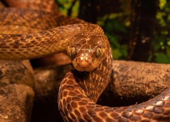 Unveiling the Fer-de-Lance: Nature’s Deadliest Serpent
