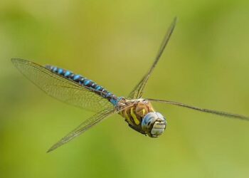 U.S. Transfers 238 Migrants to Salvadoran Mega-Prison: Shocking Revelations of Their Criminal Records