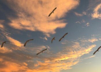 Exploring Migration in the Dominican Republic: Uncovering Challenges and Unlocking Opportunities