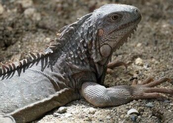 US Virgin Islands Secures Exemption from Controversial Maritime Fees on Chinese-Built Vessels!