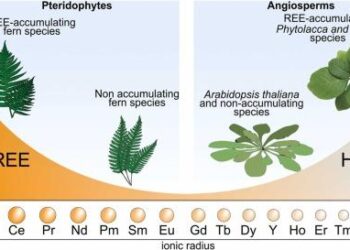 Emerging Rare-Earths Plants: A New Era Beyond China!