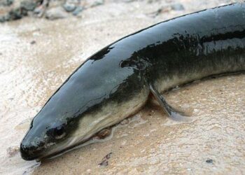 Discover the Fascinating World of American Eels: Nature’s Mysterious Swimmers!