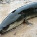 Discover the Fascinating World of American Eels: Nature’s Mysterious Swimmers!