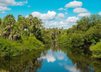 Major Banks Contribute to Deforestation: Paraguay’s Forests Disappear at an Alarming Rate