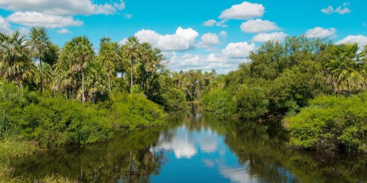 Major Banks Contribute to Deforestation: Paraguay’s Forests Disappear at an Alarming Rate