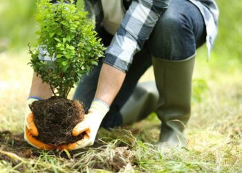 Growing Bonds: How Tree-Planting Strengthens US-Bermuda Friendship