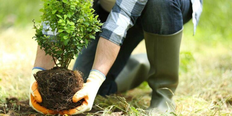 Growing Bonds: How Tree-Planting Strengthens US-Bermuda Friendship