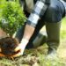 Growing Bonds: How Tree-Planting Strengthens US-Bermuda Friendship