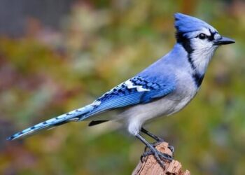 Five Blue Jays Shine as All-Americans in USA Lacrosse Honors!