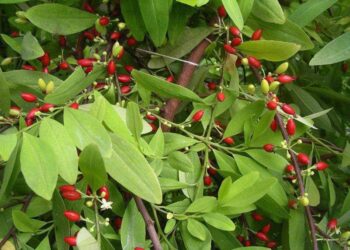 Bolivia’s Bold Call: Rethinking Coca Leaves Beyond Drug Stigma