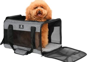 Essential Tips for Traveling with Your Furry Friend!