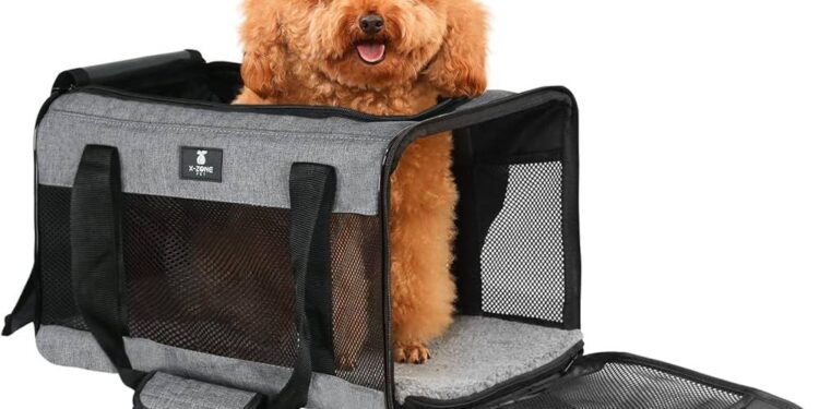 Essential Tips for Traveling with Your Furry Friend!
