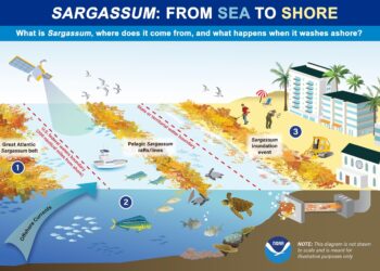Unraveling the Economic Impact of Sargassum Inundation Events